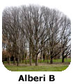 PF Alberi B